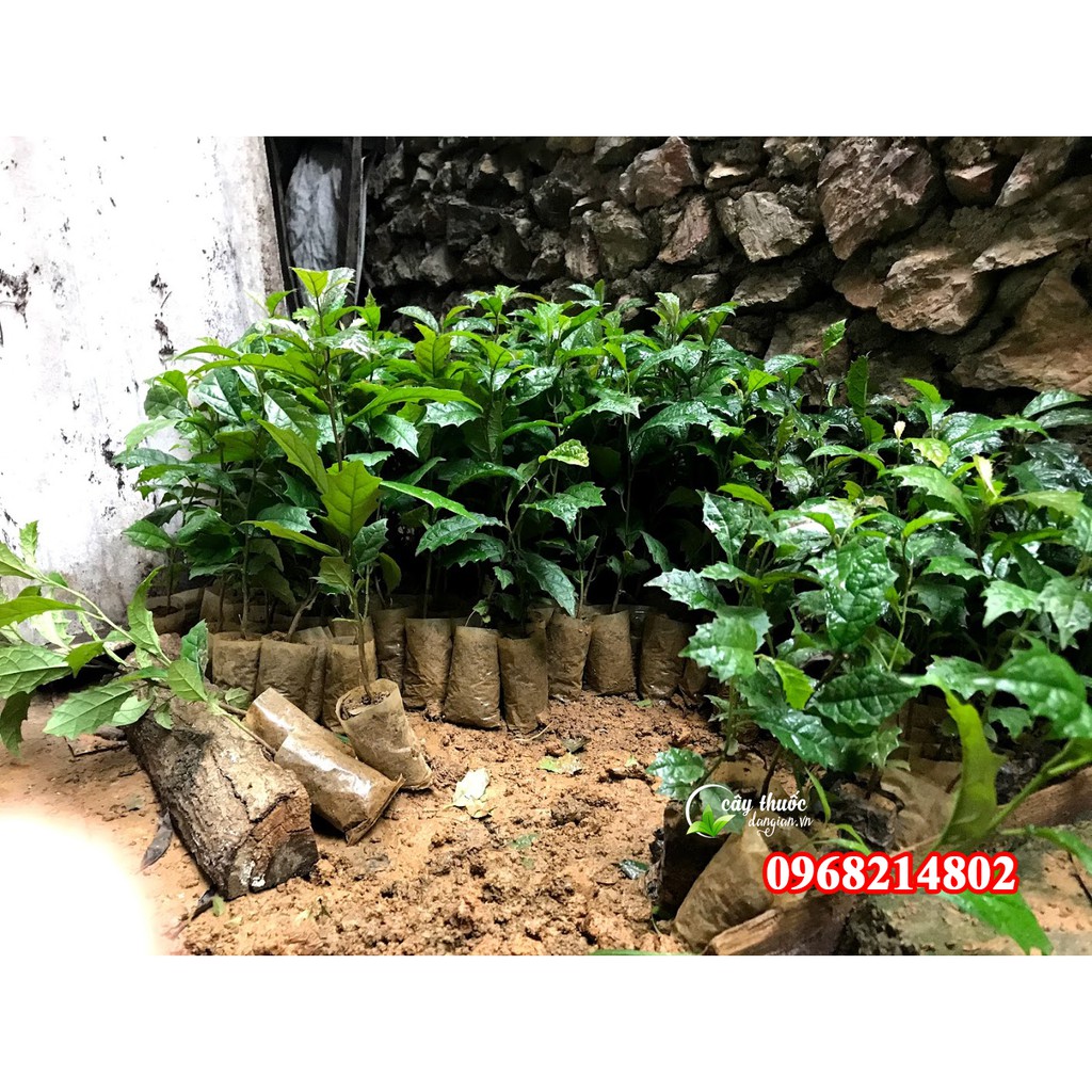 Hạt giống cây xạ đen hòa bình chuẩn 100%