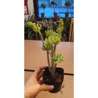 Sen đá cổ thụ mini xanh