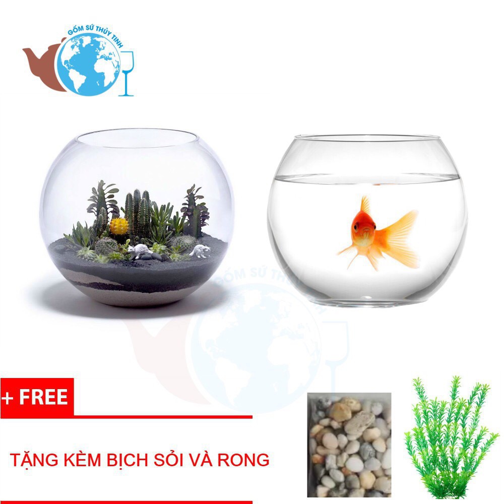 Hồ Cá Thuỷ Tinh Bầu Bể Cá D14cm x H12cm T01