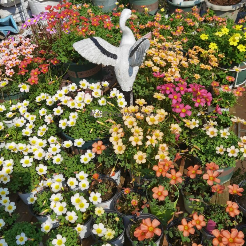 5 củ giống hoa me đất obtusa (oxalis obtusa)