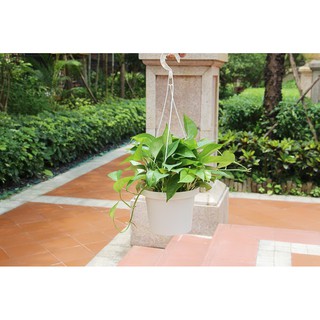 Chậu cây tự dưỡng thông minh - K03