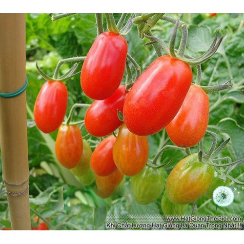 Hạt giống Cà chua bi Phú Nông PN99 gói 100mg