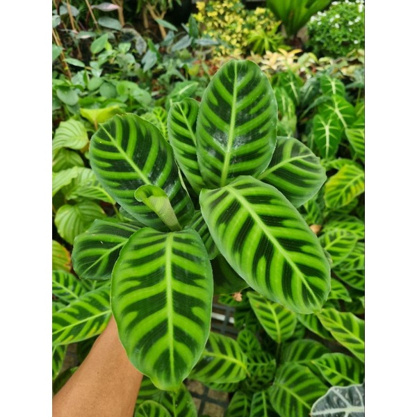cây đuôi công thỏ (calathea zebrina)