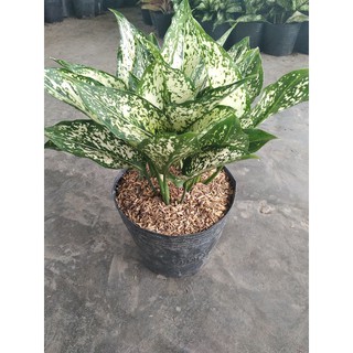 ngọc Ngân bán sĩ
