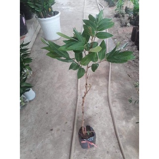 Cây Giống nhãn siêu trái (hay gọi là nhãn Hồng Phúc)