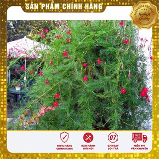 Hạt giống Hoa Tóc Tiên dây leo ( 10 Hạt)