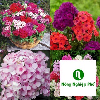 gói 100 hạt giống hoa thanh trúc nhiều màu PHUNONG