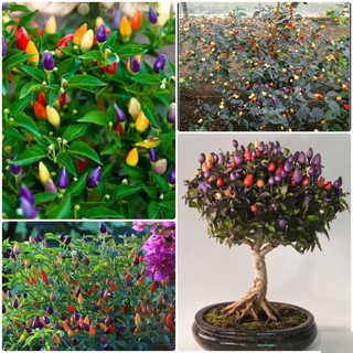 Chậu cây giống ớt ngũ sắc cho quả siêu đẹp, vừa ăn được vừa dùng để trang trí
