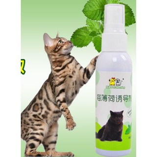 CATNIP CHO MÈO DẠNG XỊT