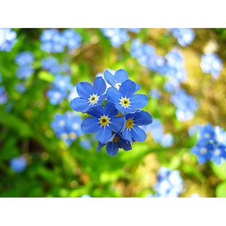 Hạt giống Hoa Lưu Ly ( For get me not) - Rau củ quả trồng tại vườn, sân thượng, nông trang, ban công