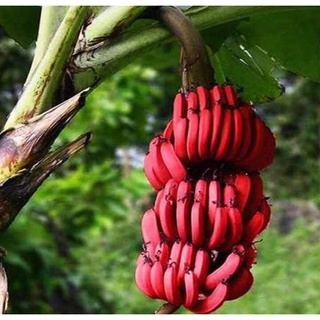 Cây Giống Chuối Đỏ Cấy Mô Siêu Sớm (Chuẩn Giống Cây Trồng)
