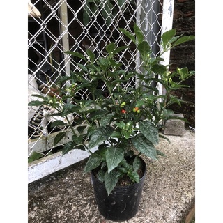 Cây ớt Chiltepin