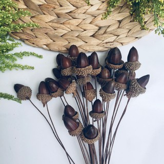 HOA KHÔ - HẠT SỒI KHÔ TRANG TRÍ LỌ HOA, CHỤP ẢNH PHONG CÁCH CỔ ĐIỂN