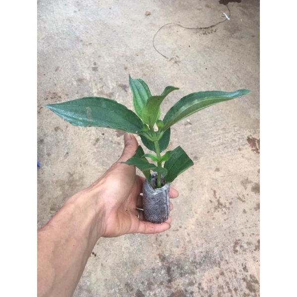 Cây giống hoa hồng ngọc Viễn Đông