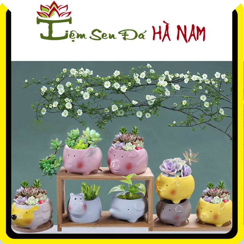 Chậu cây trồng sen đá, xương rồng, tiểu cảnh 🌵FREESHIP🌵 Chậu gốm thủ công hình con vật dễ thương, siêu đẹp.