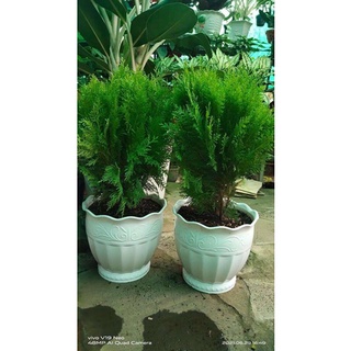 Chậu nhựa bom lùn có 2 size (có dĩa lót)