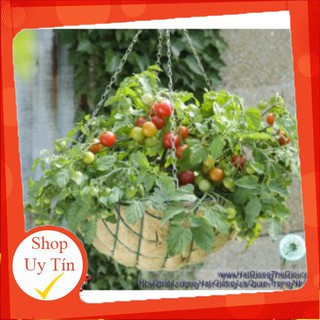 Bán Sỉ, lẻ (siêu rẻ) 20h Hạt Giống Cà Chua Cherry Đỏ Lùn Trồng Chậu (A3.102| C3*W45) chất đẹp.