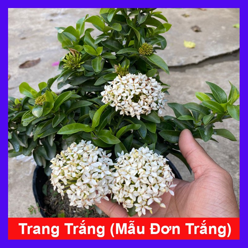 Cây Bông Trang Trắng (Mẫu Đơn Trắng) - Cây cảnh trong nhà + Tặng phân bón cho cây mau lớn