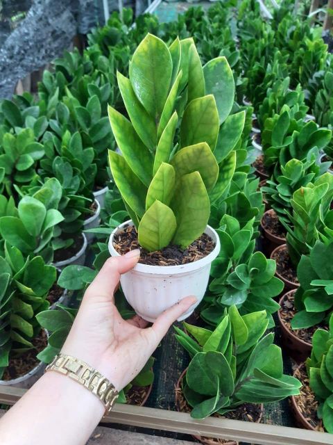 Cây kim tiền mini