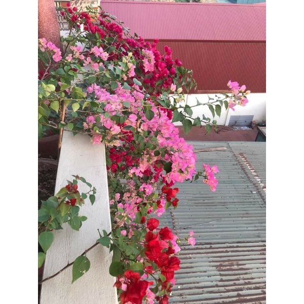 Giấy phớt hồng...thái siêu hoa