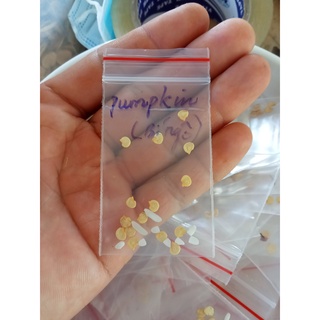 Hạt giống ớt pumpkin (ớt bí ngô)