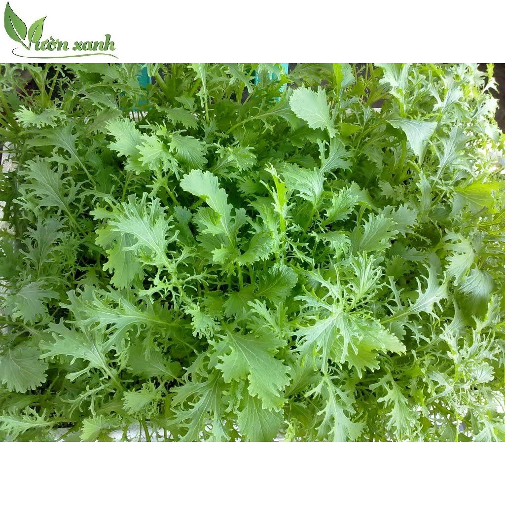 ( HOT ) Hạt giống cải đuôi phụng 10gr