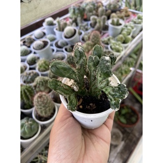 XƯƠNG RỒNG GẠC NAI NÂU