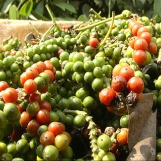 Tiêu sọ