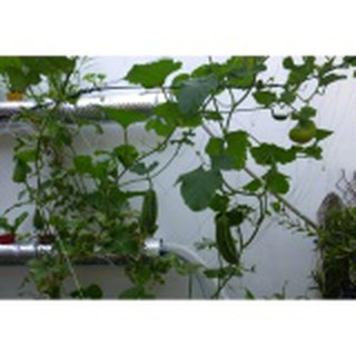 Hạt giống Lặc lày (mướp nhật) 5 hạt