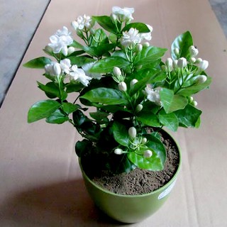Cây Lài Ta (Cánh Kép) Cực Thơm