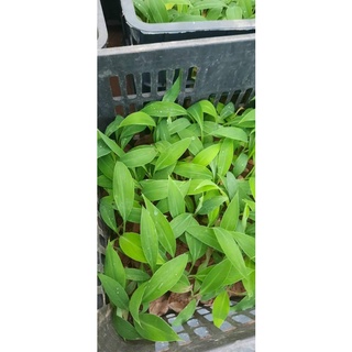 Giống cây Chuối Tây Lùn (Chuối Già Lùn -Chuẩn giống)