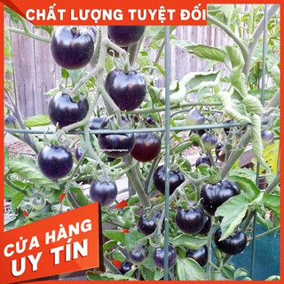 HẠT GIỐNG CÀ CHUA BI ĐEN - Chuẩn F1 100% - Còn hàng
