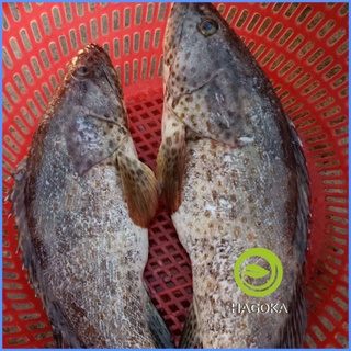 Cá mú tiêu loại ngon Cá biển Nam Du hải sản HAGOKA giao nhanh 2h HCM