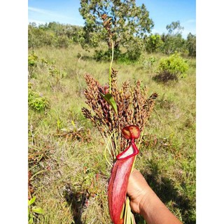 HCM giá tốt - hạt giống nắp ấm Nepenthes mirabilis