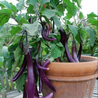 Cây giống cà tím,cà dái dê