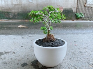 Chậu Cây Linh Sam