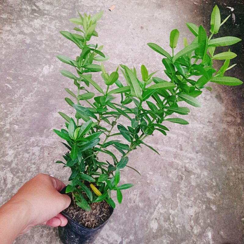 Cây Mẫu Đơn Ngũ Sắc