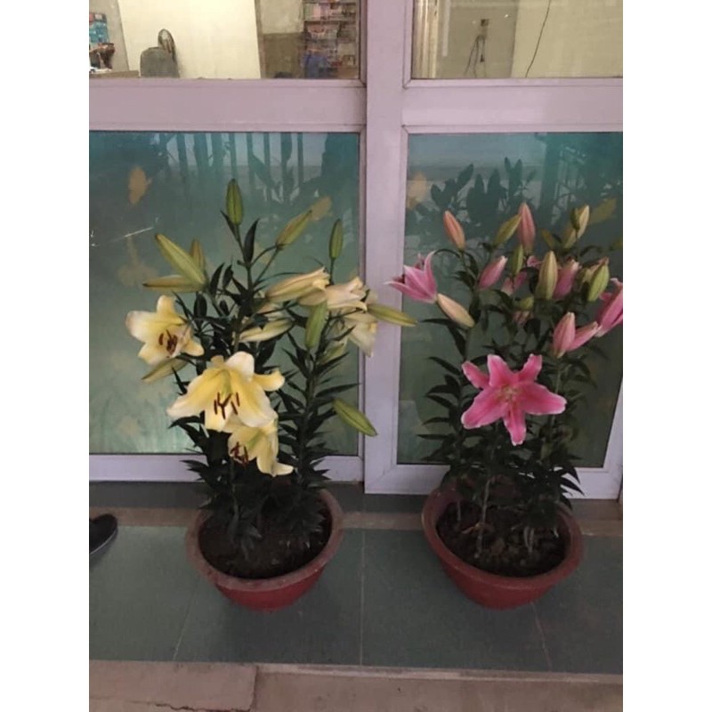 Củ hoa ly thơm cao