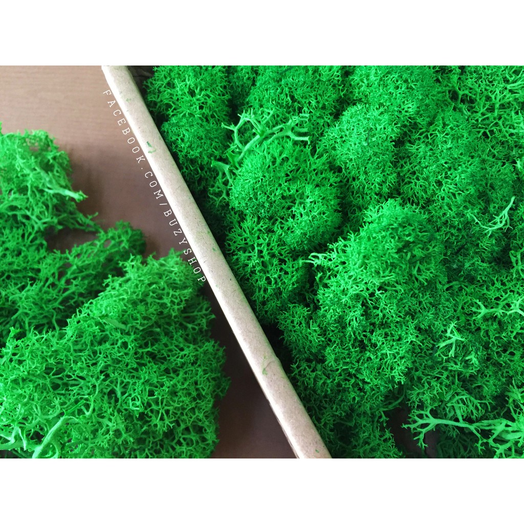 rêu tuần lộc, rêu làm mô hình, nhà que kem, sa bàn, terrarium, tiểu cảnh [nguyên liệu thủ công, phụ liệu handmade]