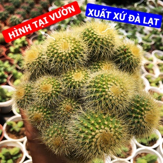 Xương rồng bóng vàng bụi size 10cm, 1 đổi 1