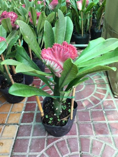 Cây vạn lý trường thành