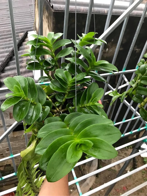 Hoa phong lan mua 3 🎁 thêm 1 kie