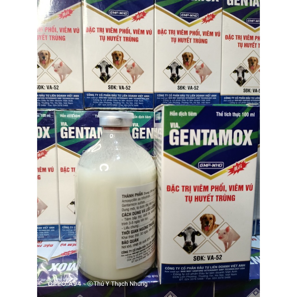 Dùng cho động vật GENTAMOX  Viavet. an toàn cho động vật bầu và nuôi con.