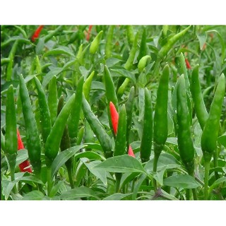 Hạt Giống Ớt Hiểm Lai 30 Hạt