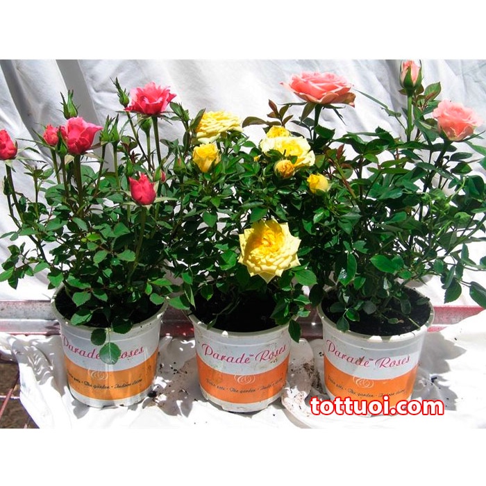 Shop 1K - Gói 20 hạt hoa hồng bụi thơm lùn siêu hoa mix f1