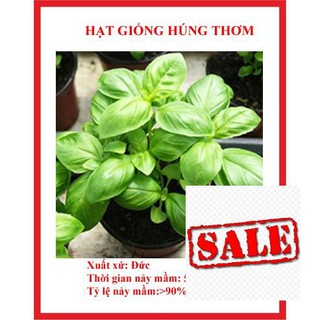 hạt giống rau húng hơm 200 hạt (é trắng) SALE