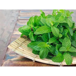 [HN] Lá Bạc Hà tươi ngon - Hỏa Tốc