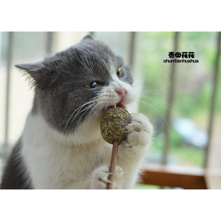 Que catnip cỏ mèo giảm stress thư giãn cho mèo