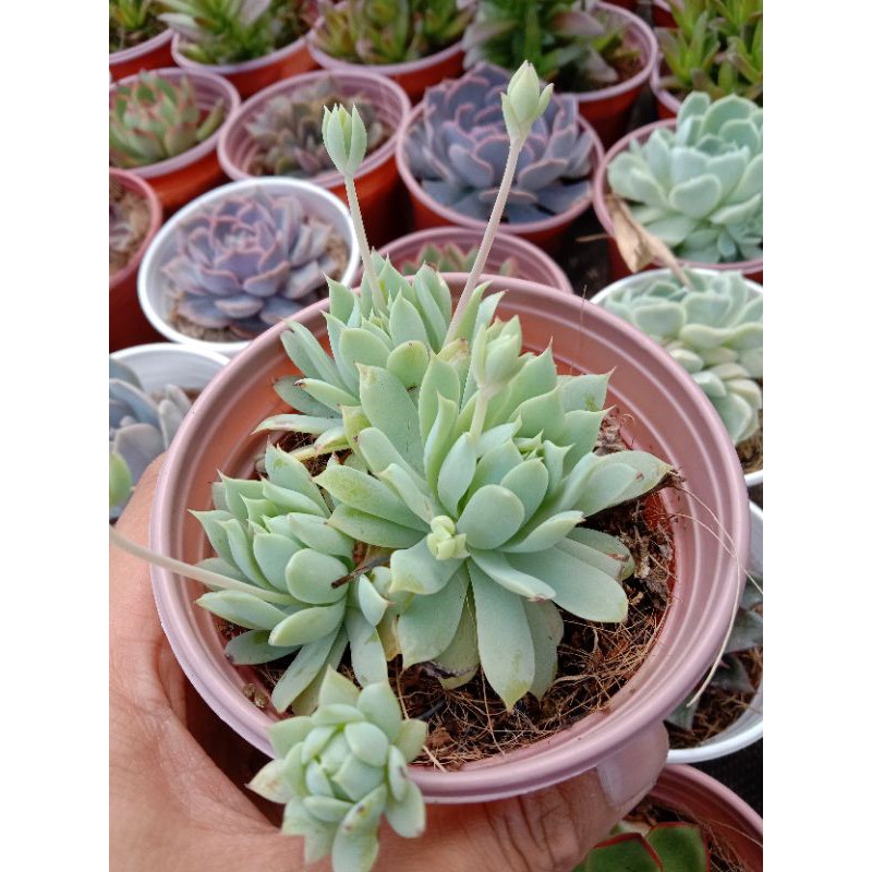 MỘT CHIẾC SEN ĐÁ DÙ KIM SIZE TRUNG CHE NẮNG MƯA BÃO BÙNG TRONG MÙA ☔, ĐÃ THUẦN KHÍ HẬU SỨC SỐNG CAO ĐẸP