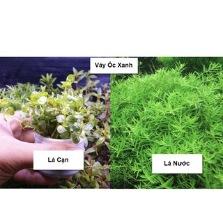 Cẩy Thủy Sinh: Vảy Ốc Xanh Hà Cối